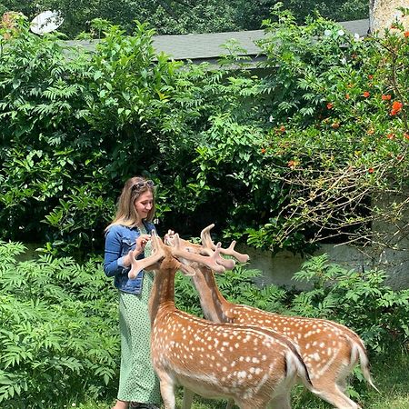 Polonezkoey Country Club & Accommodation In The Wildlife Park! Istanbulská provincie Exteriér fotografie
