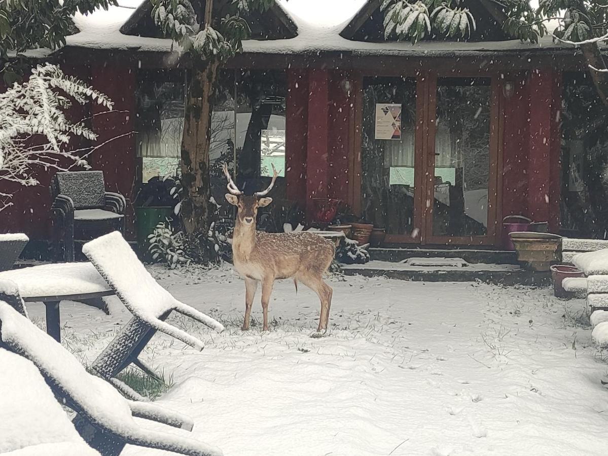 Polonezkoey Country Club & Accommodation In The Wildlife Park! Istanbulská provincie Exteriér fotografie