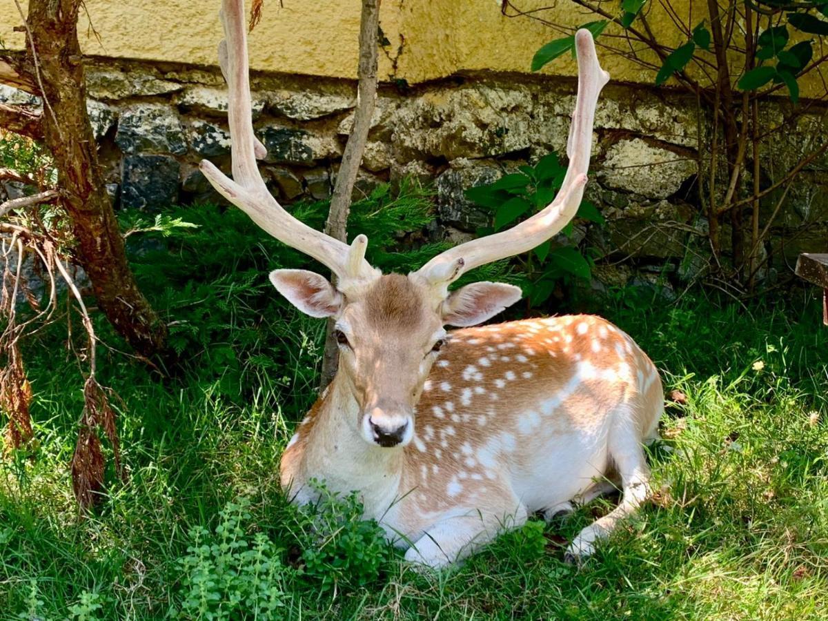 Polonezkoey Country Club & Accommodation In The Wildlife Park! Istanbulská provincie Exteriér fotografie