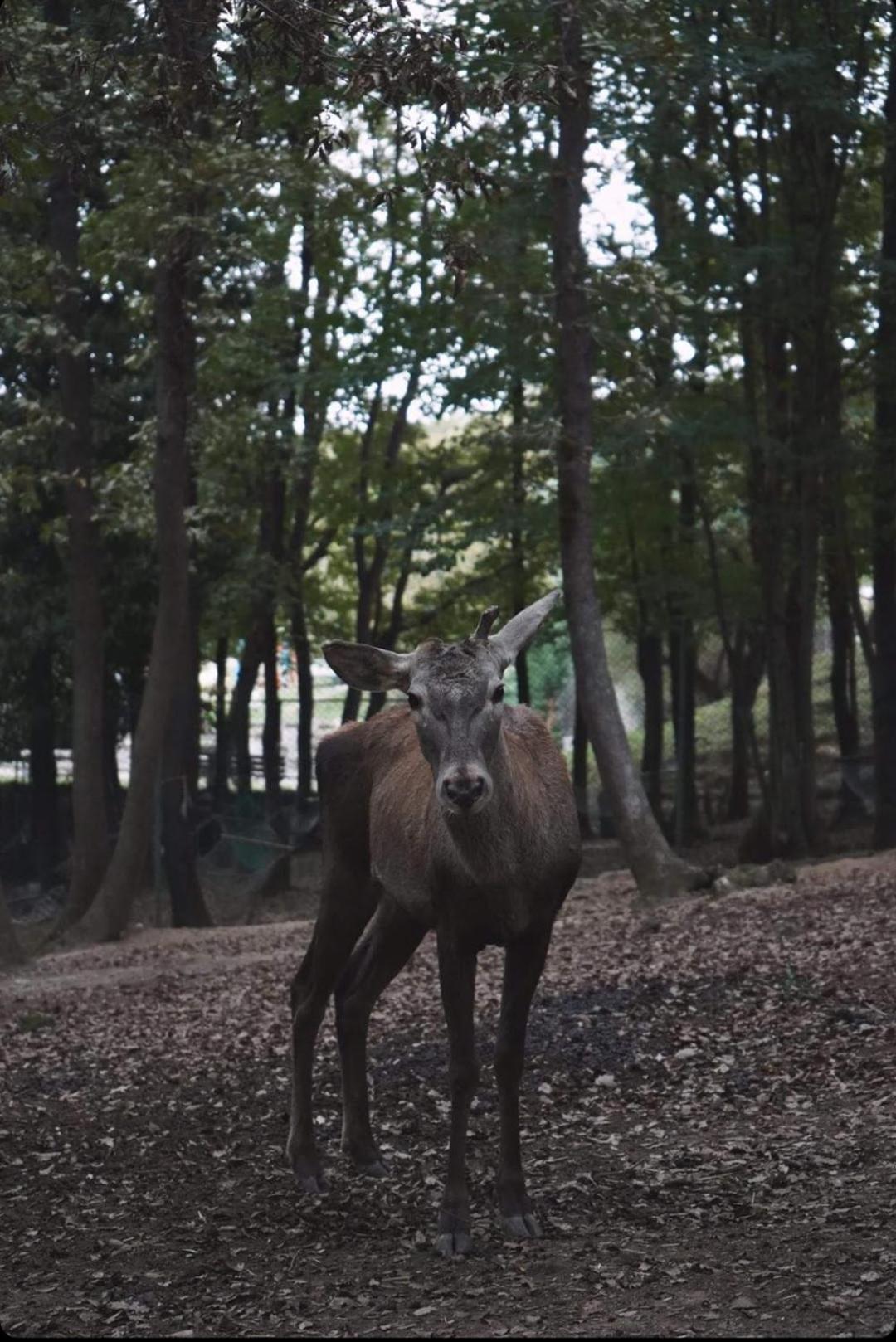 Polonezkoey Country Club & Accommodation In The Wildlife Park! Istanbulská provincie Exteriér fotografie