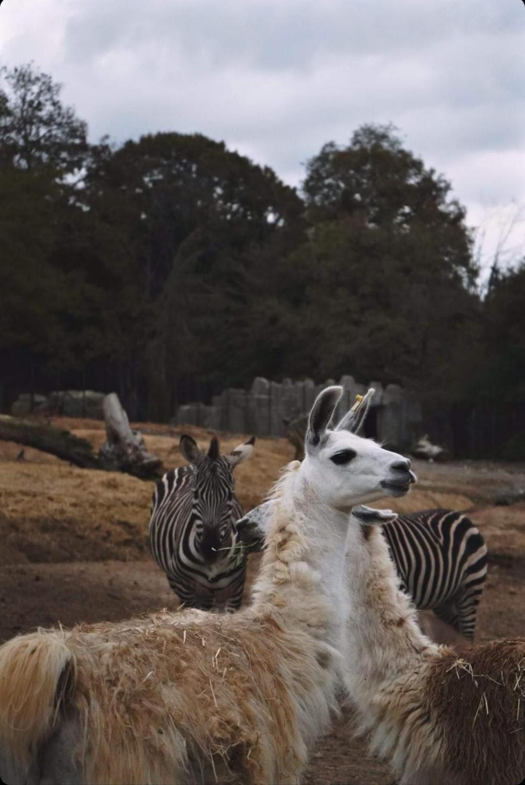 Polonezkoey Country Club & Accommodation In The Wildlife Park! Istanbulská provincie Exteriér fotografie