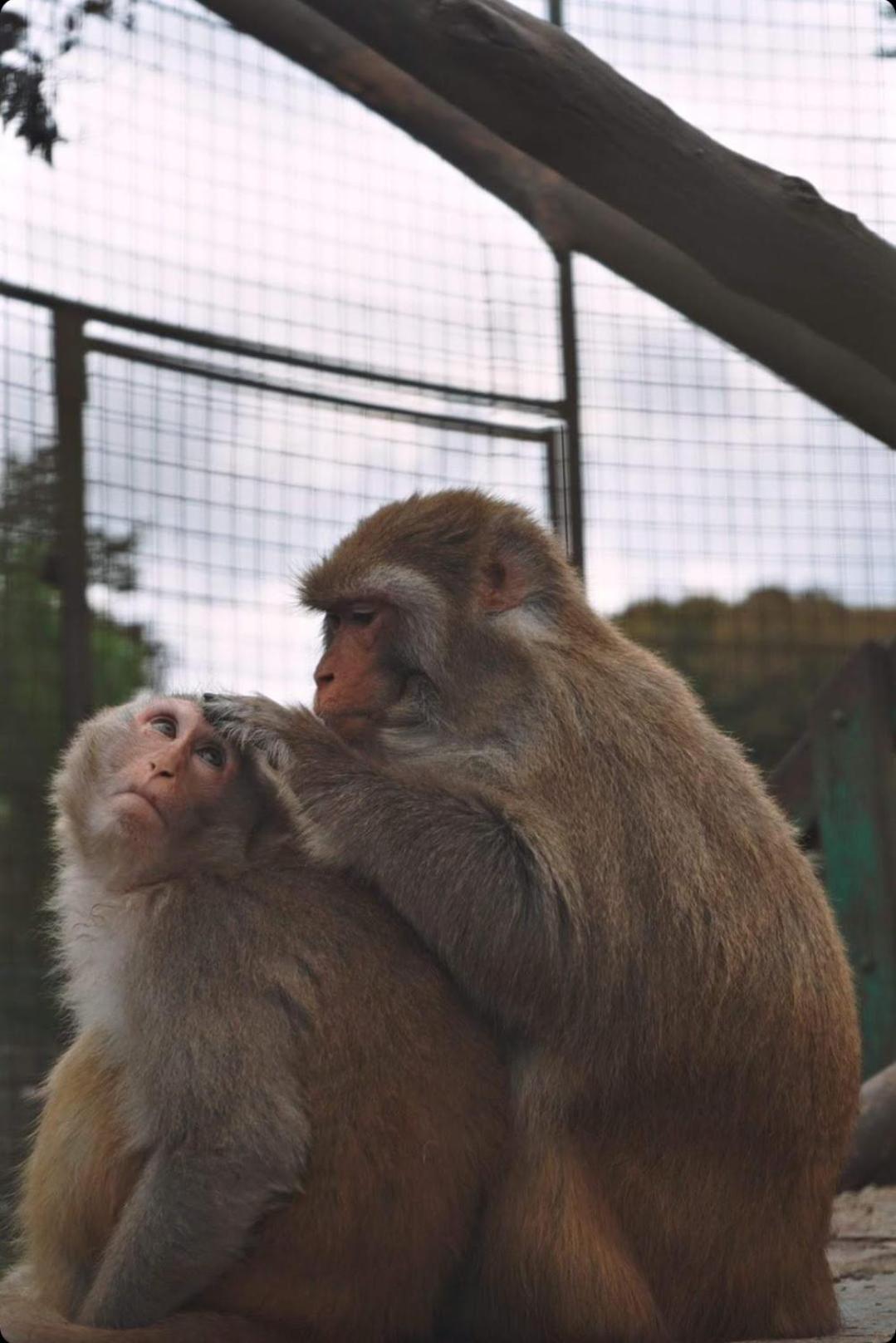 Polonezkoey Country Club & Accommodation In The Wildlife Park! Istanbulská provincie Exteriér fotografie