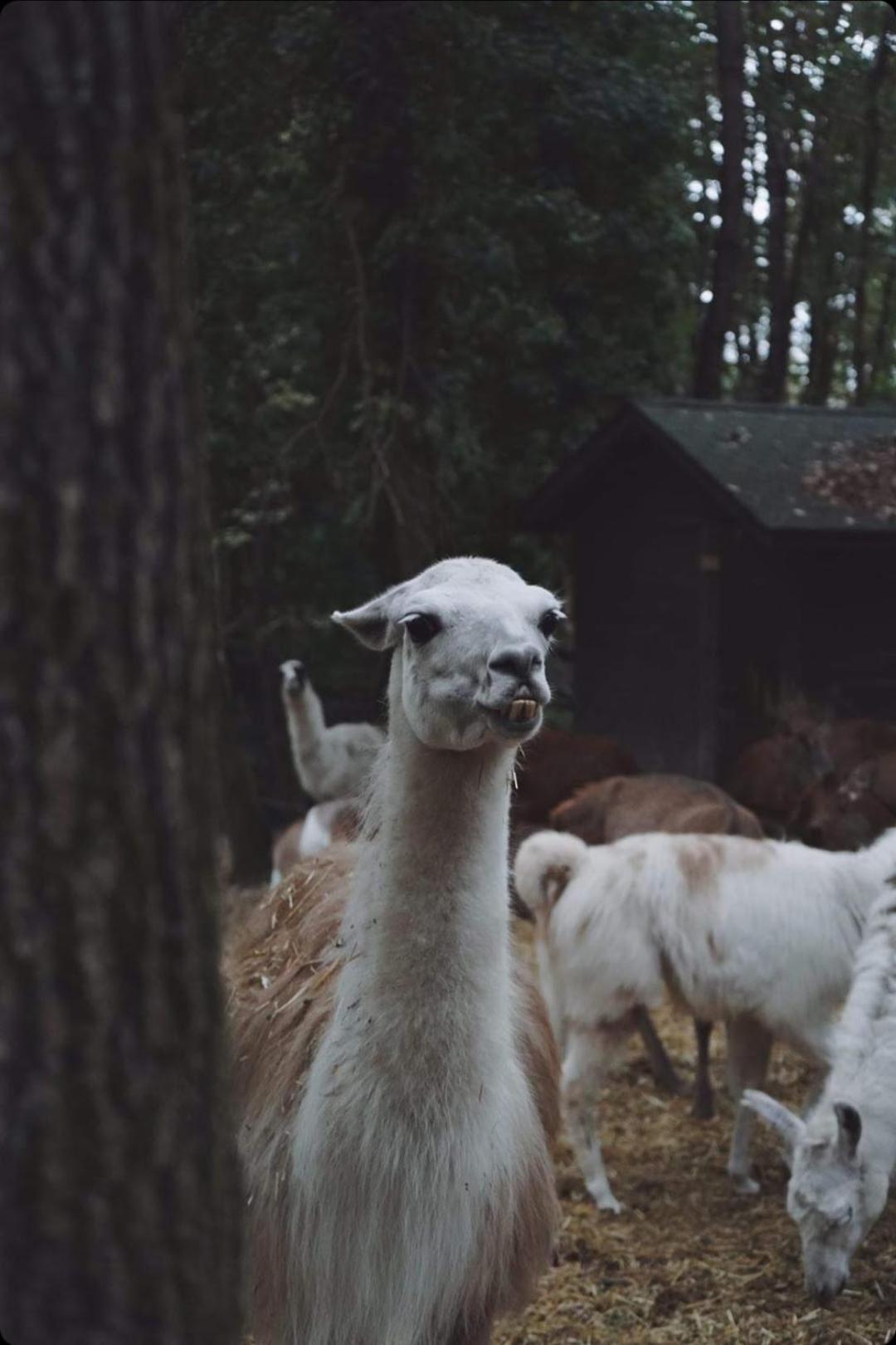 Polonezkoey Country Club & Accommodation In The Wildlife Park! Istanbulská provincie Exteriér fotografie